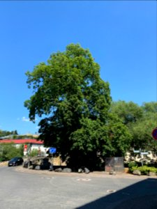 Hadamar, Rosskastanie an der alten Brücke (1)