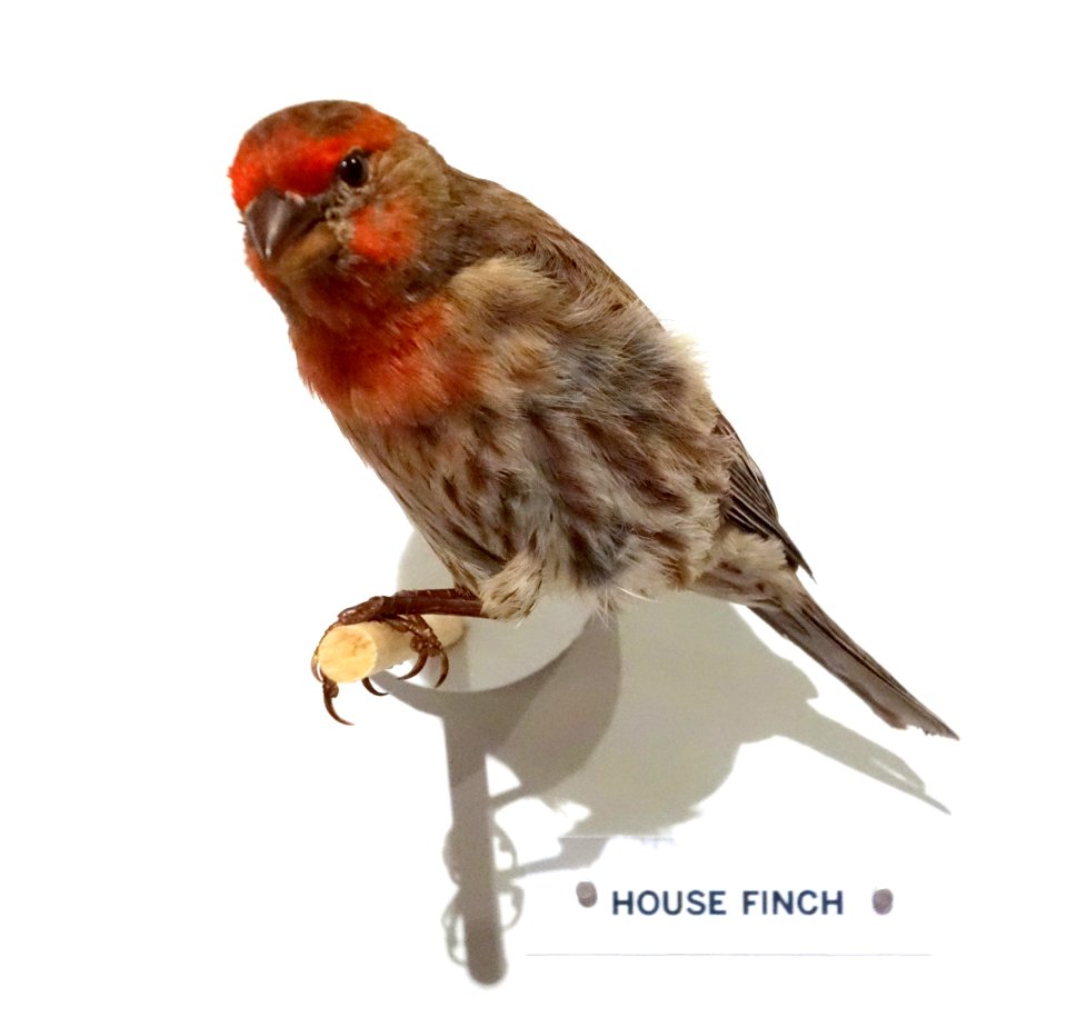 Haemorhous mexicanus (House finch) - Oakland Museum of California - DSC05336