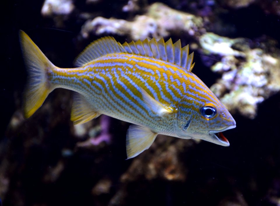 Haemulon flavolineatum Aquarium tropical du Palais de la Porte Dorée 10 04 2016 1 photo