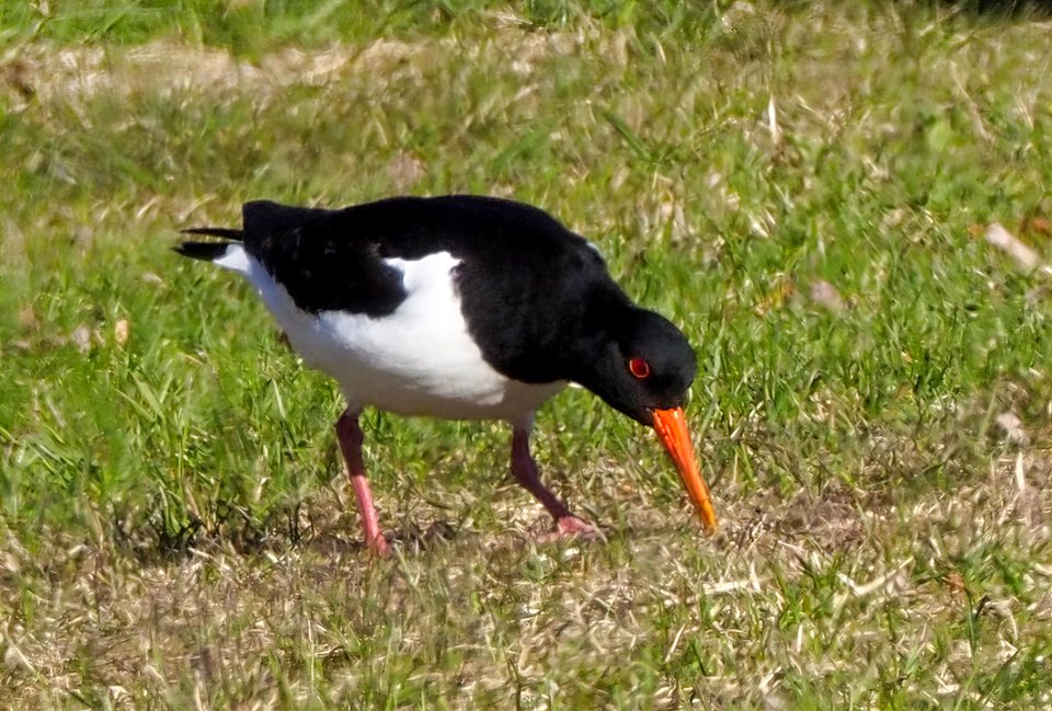 Haematopus ostralegus Oulu Finland 2021-05-08 (2)