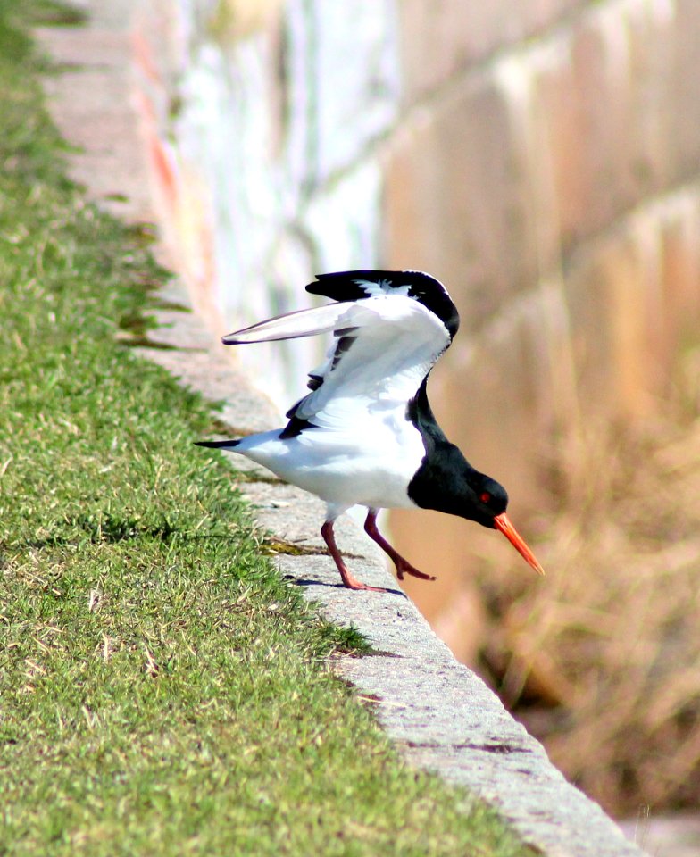 Haematopus ostralegus Oulu 20120506c