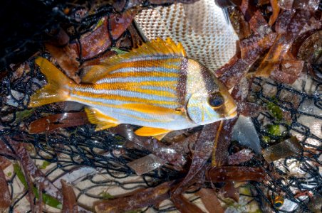 Haemulon flavolineatum (Desmarest, 1823) from Margarita Island 000 photo