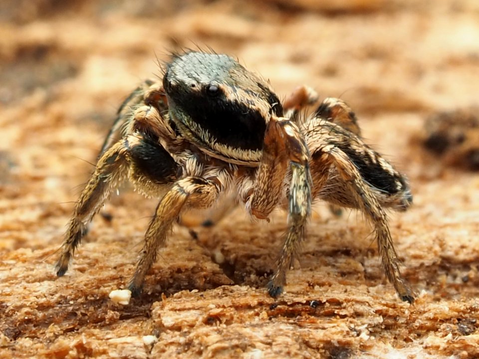 Habronattus mexicanus 135568502