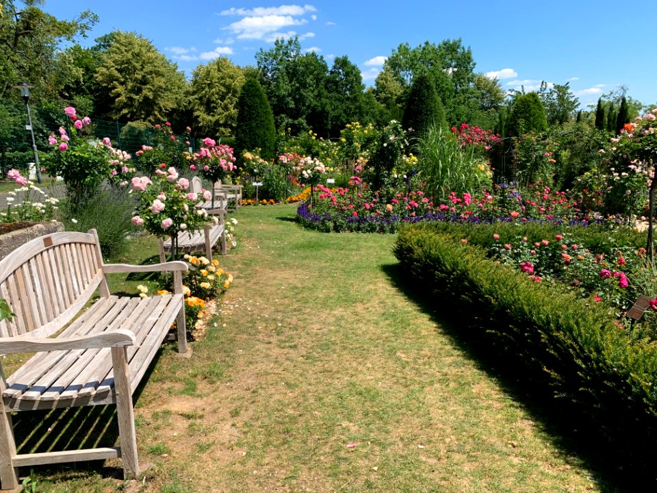 Hadamar, Rosengarten (1)