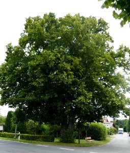 Haaren - Linde am Sachsbusch