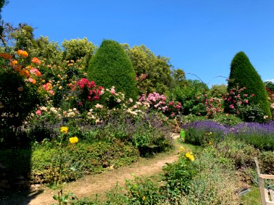 Hadamar, Rosengarten (5)