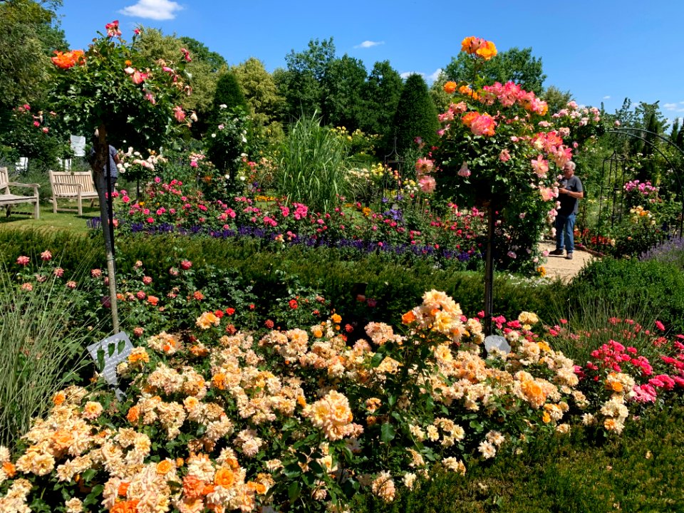 Hadamar, Rosengarten (8)