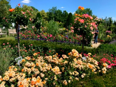 Hadamar, Rosengarten (8)