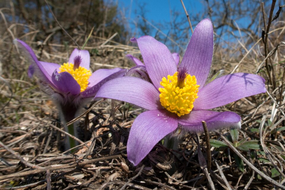 Spring nature pasqueflower