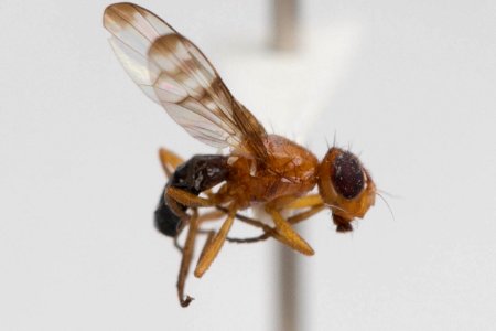 Haigia nevadana, side view