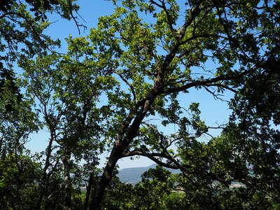 Oak forest nature