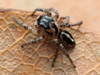 Habronattus trimaculatus 112957016