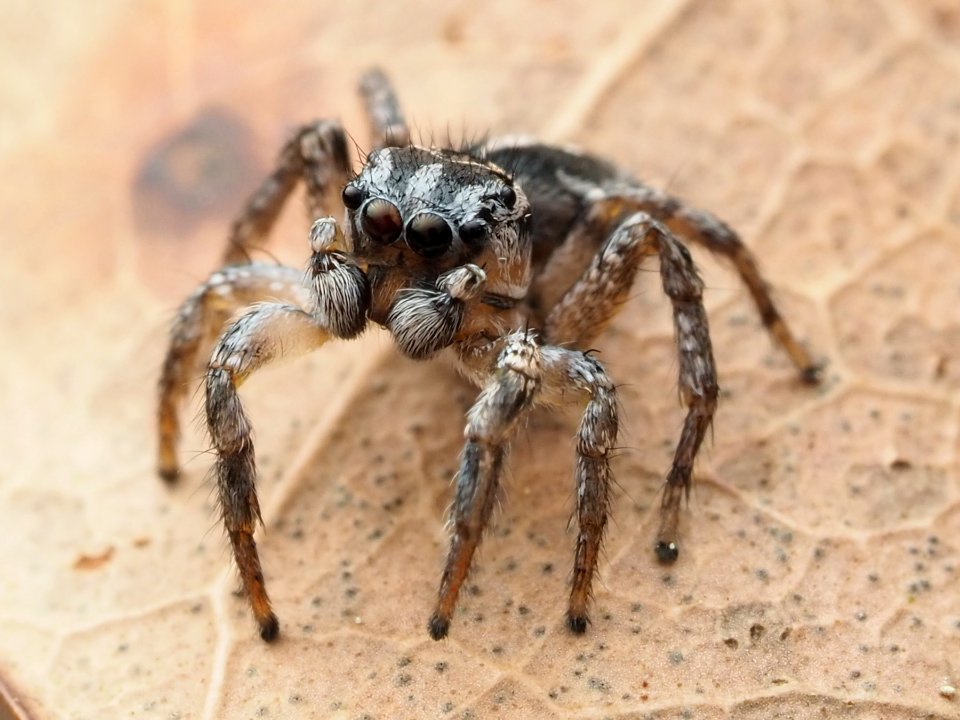 Habronattus trimaculatus 112957251