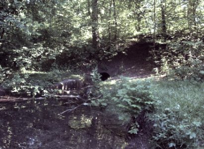 HachingerBachQuelle2