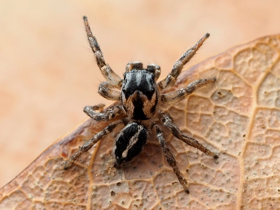 Habronattus trimaculatus 112957155
