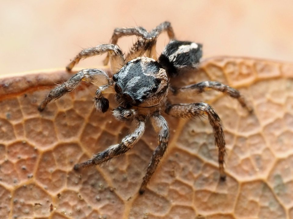 Habronattus trimaculatus 112957051