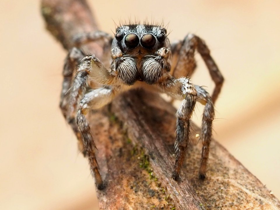 Habronattus trimaculatus 112957227