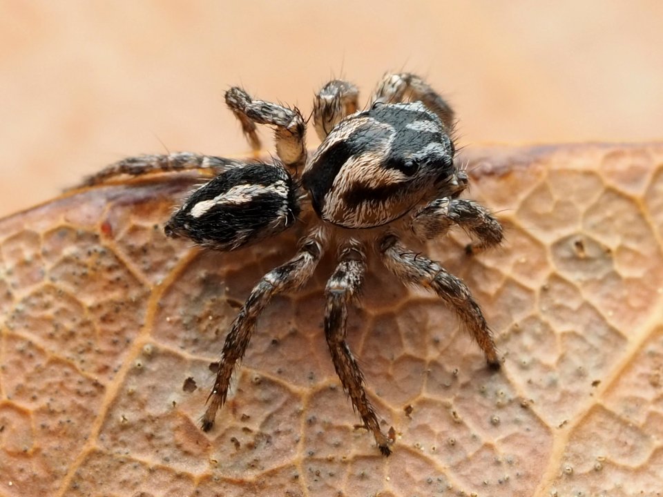 Habronattus trimaculatus 112957145