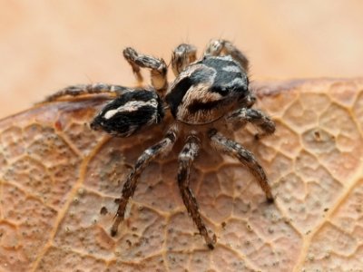 Habronattus trimaculatus 112957145