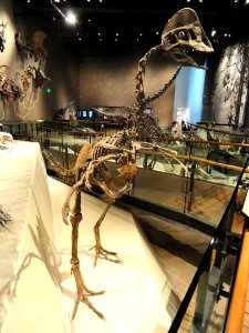 Hagryphus giganteus - Natural History Museum of Utah - DSC07248