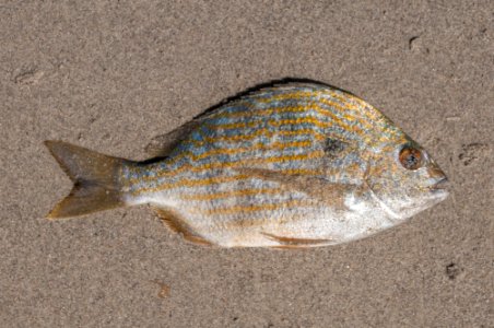 Haemulon flavolineatum