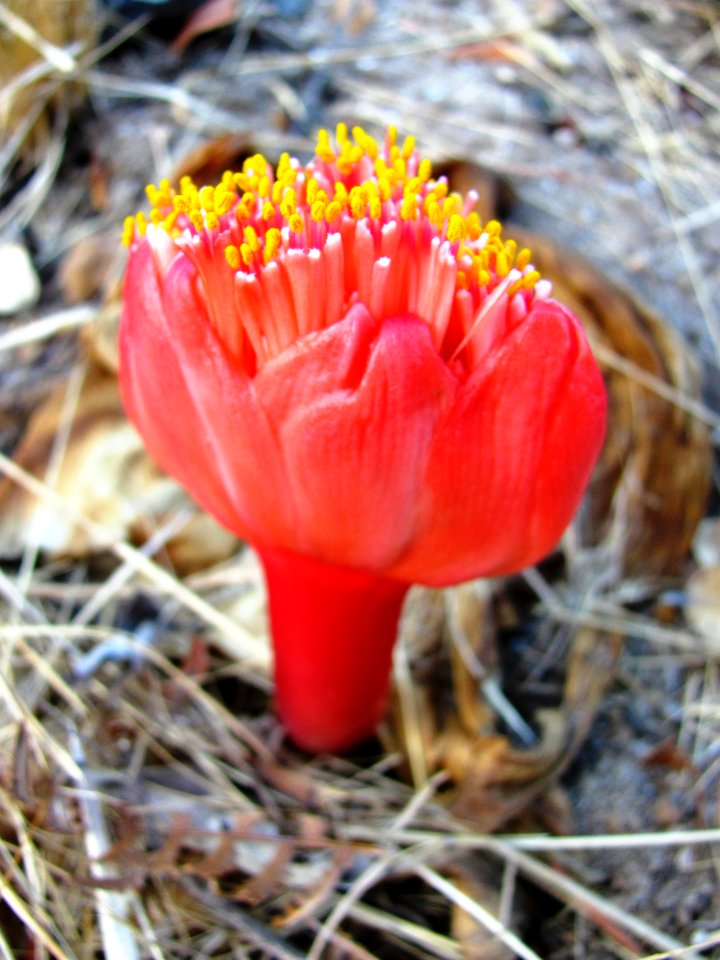 Haemanthus sanguineus - Cape Flats vegetation SA2