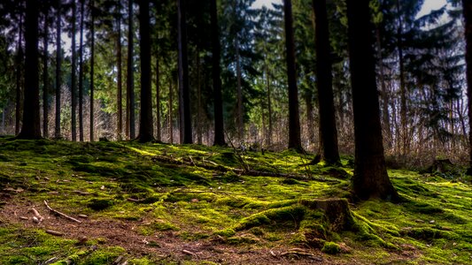 Nature tree stump green