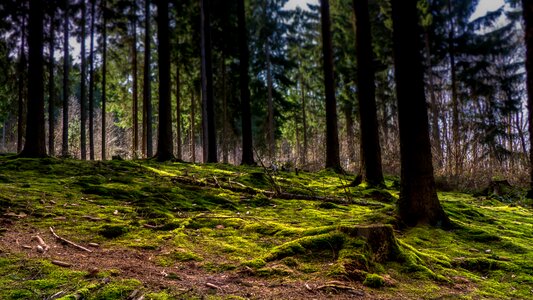 Nature tree stump green photo