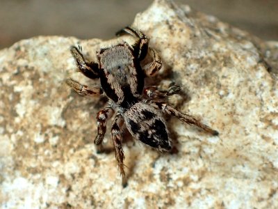 Habronattus mexicanus Jamaica