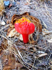 Haemanthus sanguineus - Cape Flats vegetation SA1