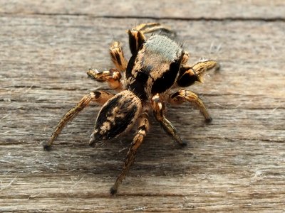 Habronattus mexicanus in Belize