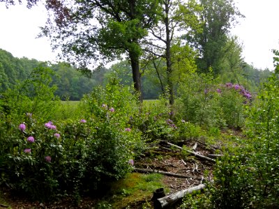 Haagse Bos2