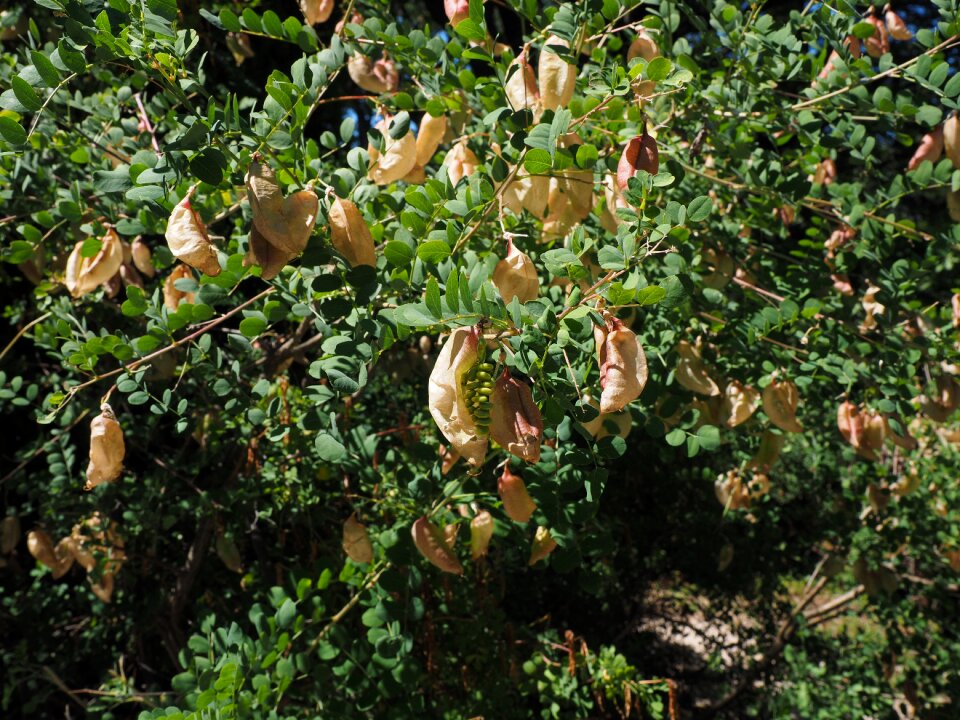 Fabaceae faboideae legume