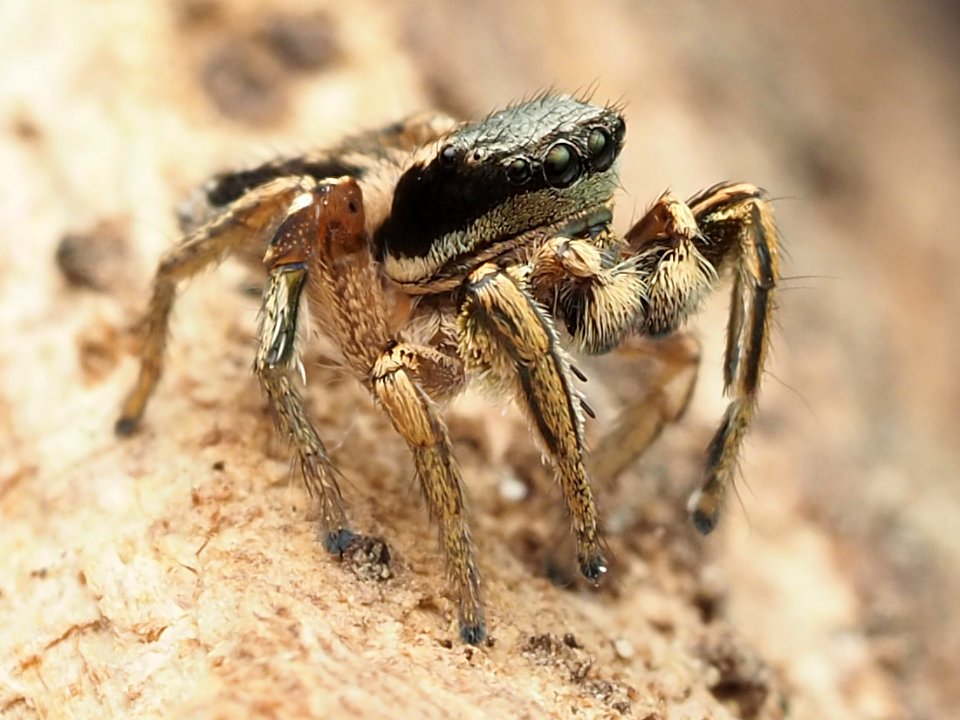 Habronattus mexicanus 135568285