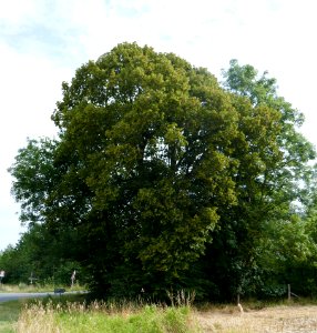 Haaren - Linde bei Türpans Heiligenhäuschen