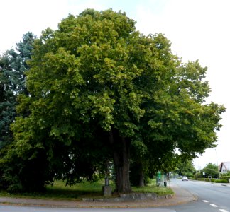 Haaren - Linde an der Paderborner Straße