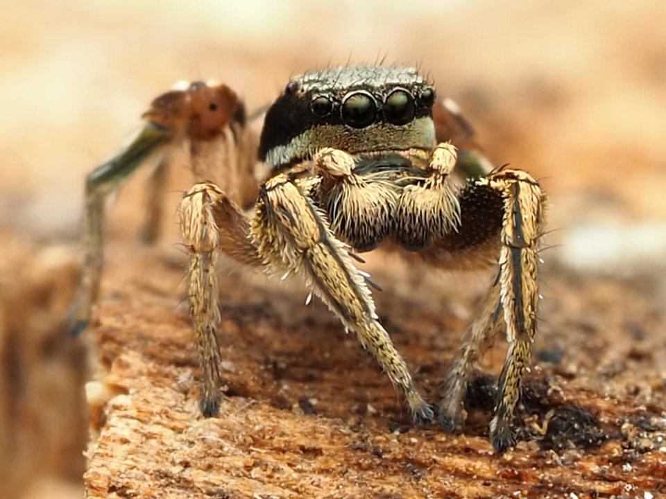 Habronattus mexicanus 135568484