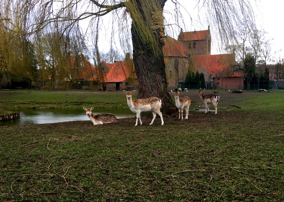 Haalderen Deer Park