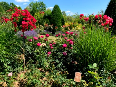 Hadamar, Rosengarten (2)