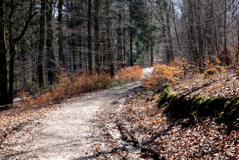 Haderweg Taunus 2020-03-25 13