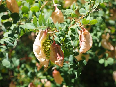 Fabaceae faboideae legume