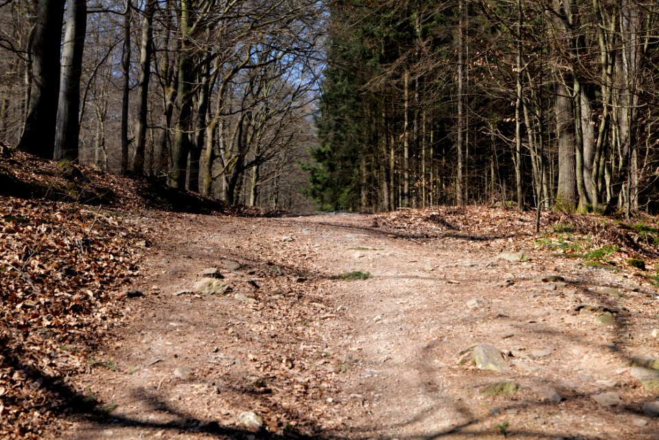 Haderweg Taunus 2020-03-25 11