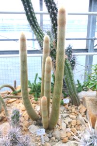 Haageocereus multangularis (Haageocereus chosicensis) - Botanischer Garten, Dresden, Germany - DSC08822