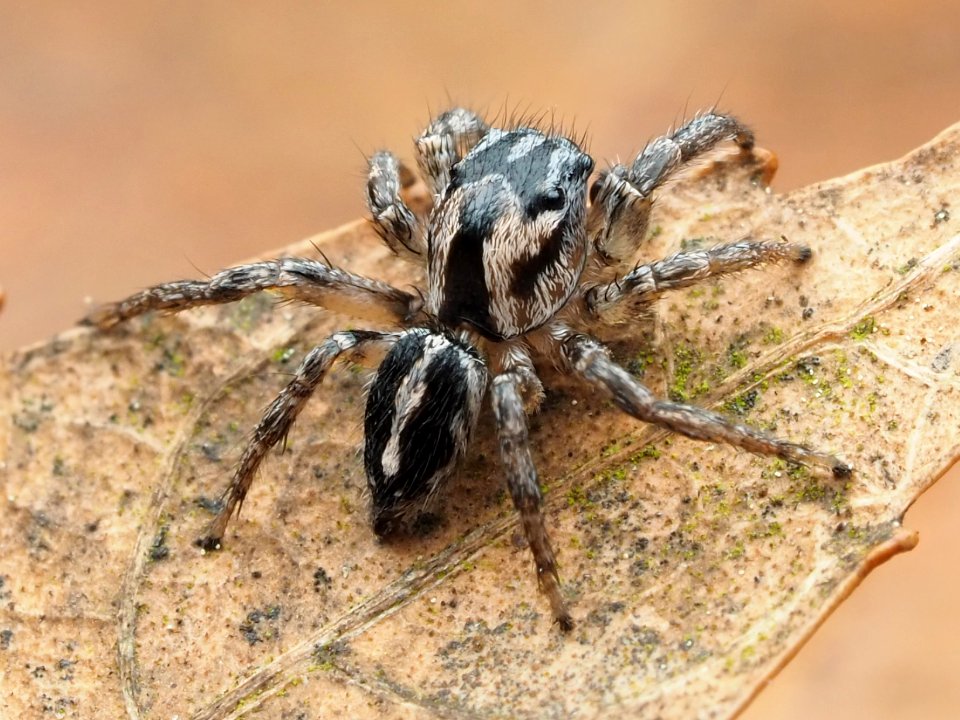 Habronattus trimaculatus 112957209