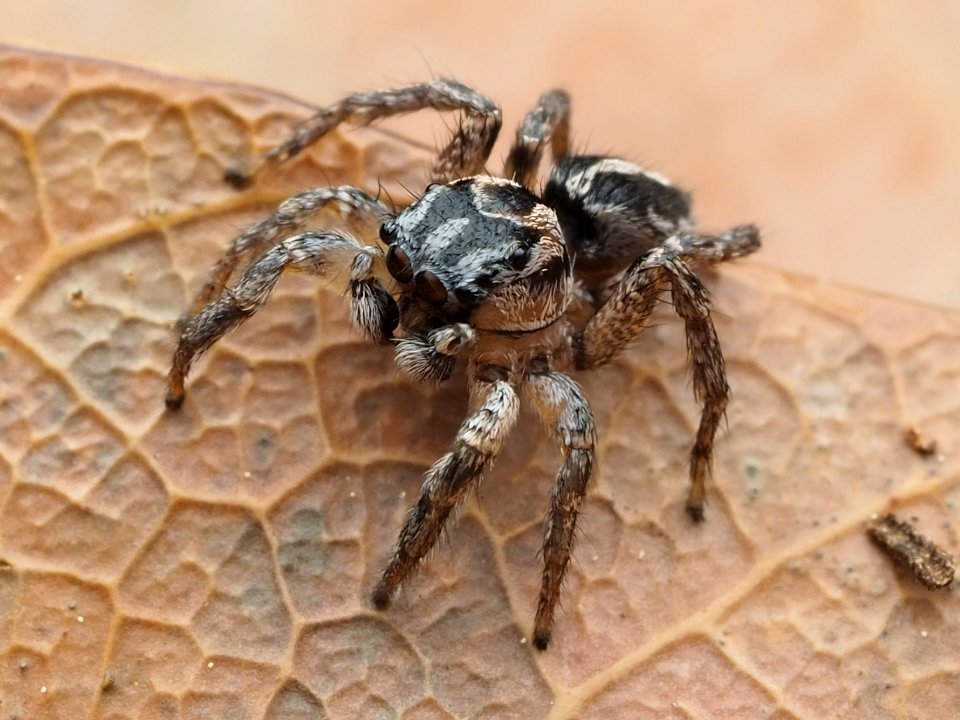 Habronattus trimaculatus 112957015