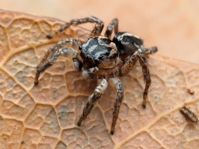 Habronattus trimaculatus 112957015