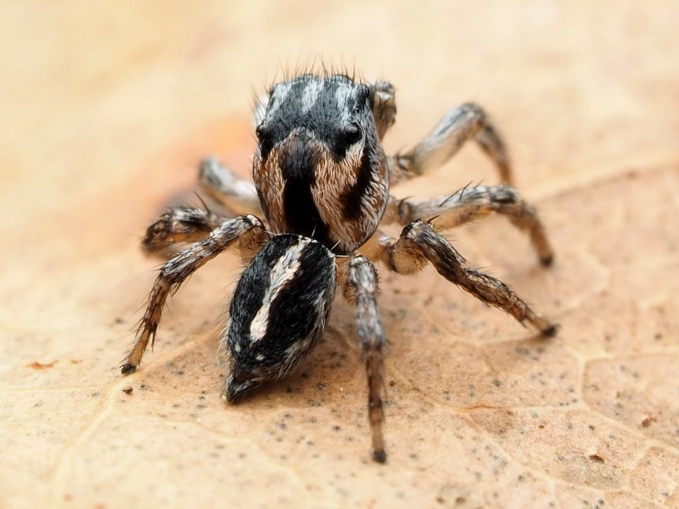 Habronattus trimaculatus 112957294