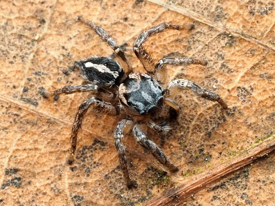 Habronattus trimaculatus 112957220