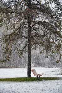 Peaceful branch cold