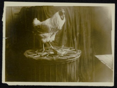 Haan op een pluimveetentoonstelling, Bestanddeelnr 158-1285